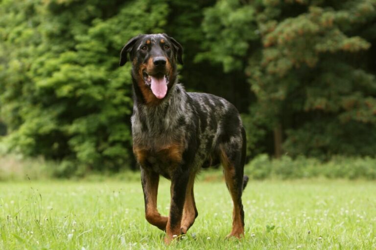 um cão beauceron no jardim