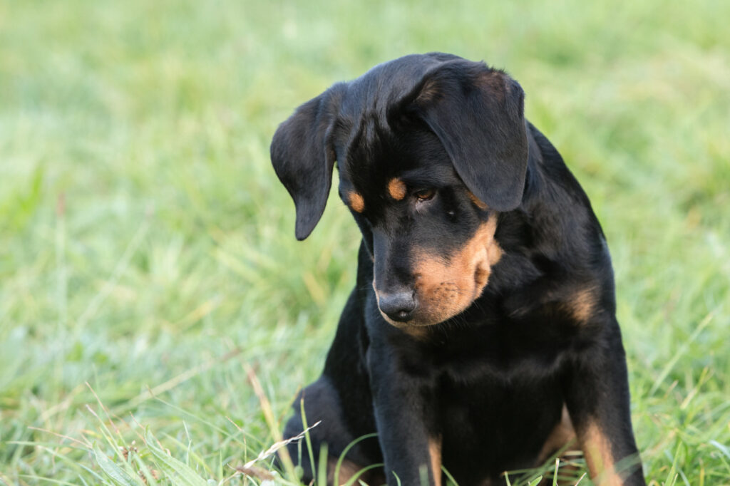 cachorro beuaceron no jardim