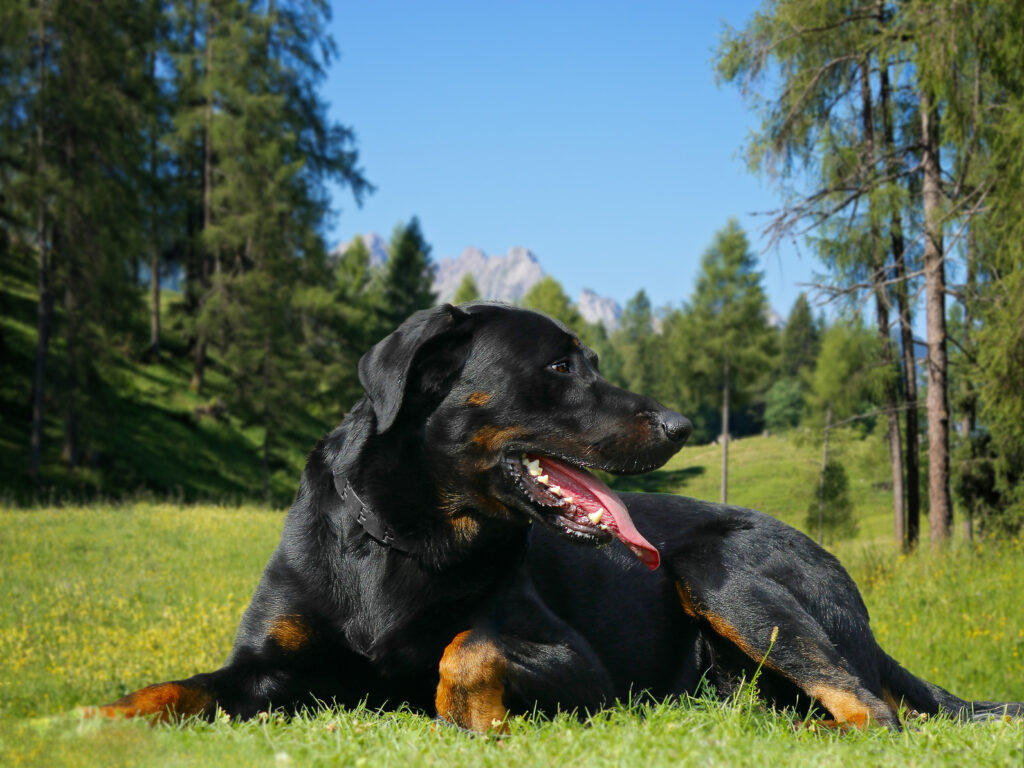 beauceron deitado na relva