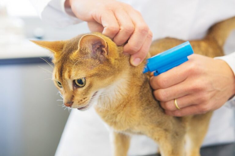 veterinário a colocar chip em gato