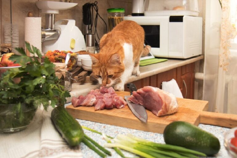 gato em cima do balcão da cozinha a cheirar carne