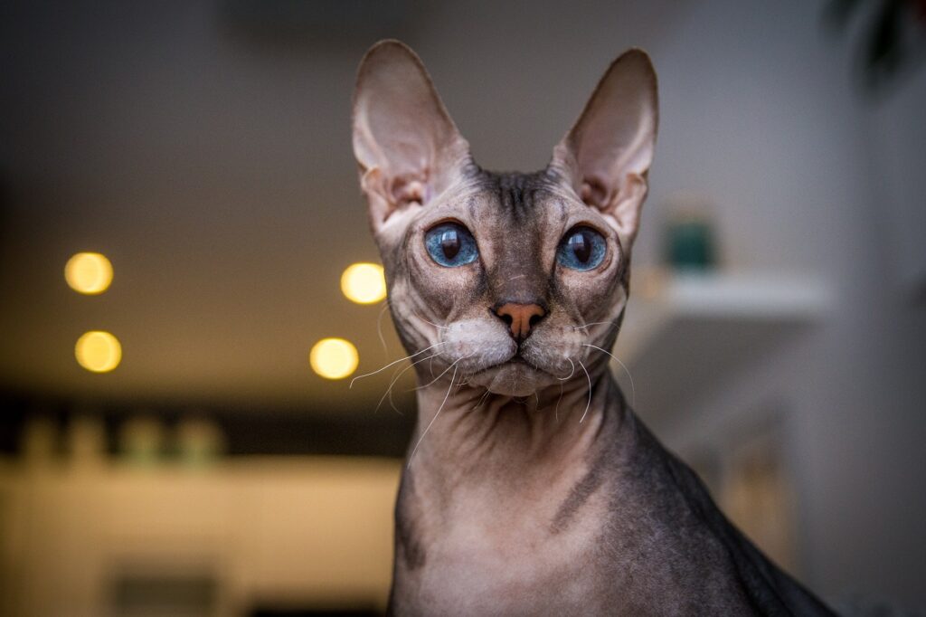 grande plano de focinho de don sphynx