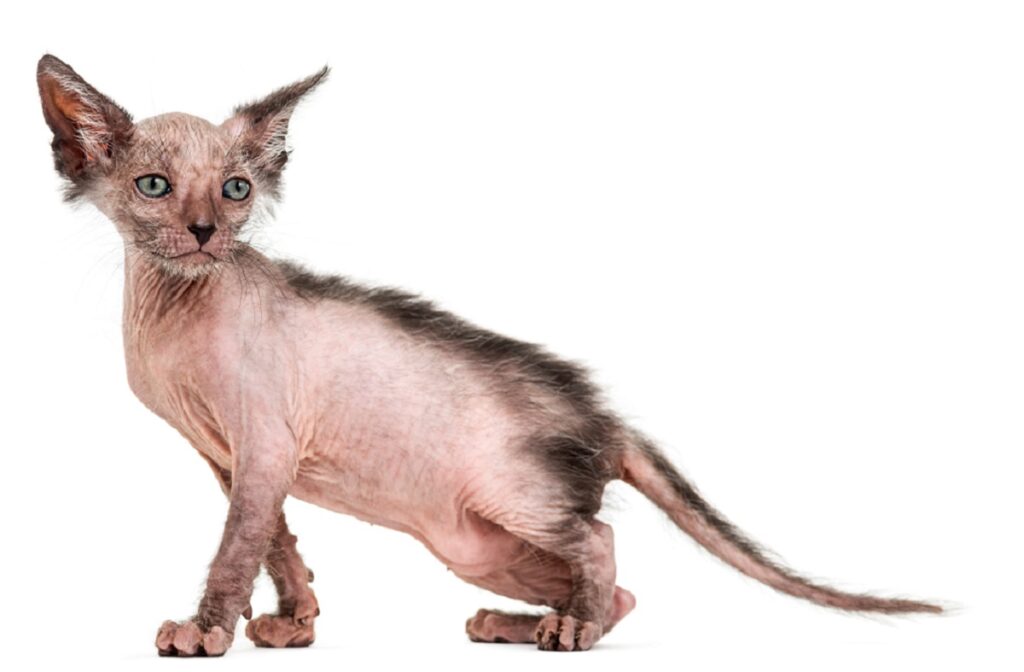 jovem gato lykoi