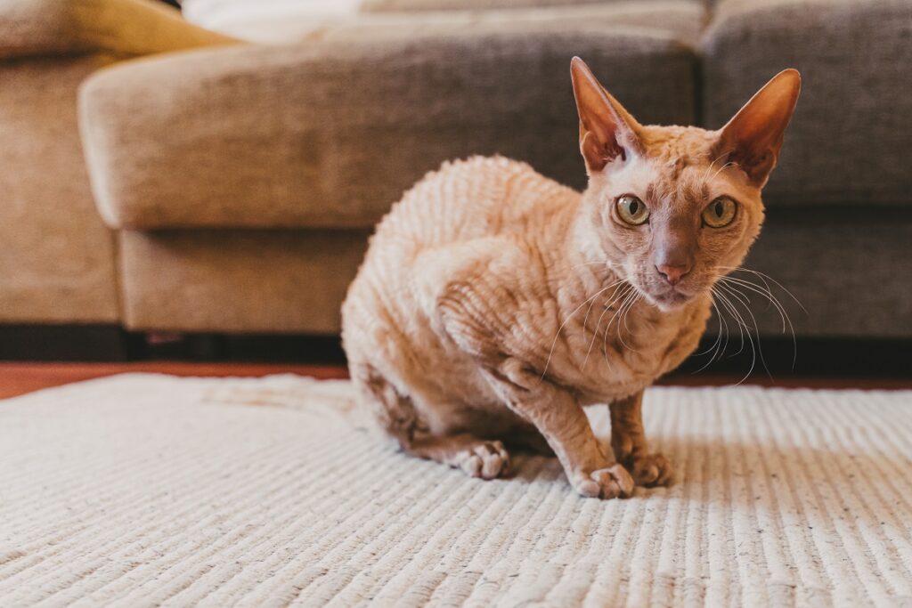 gato peterbald sentado no tapete