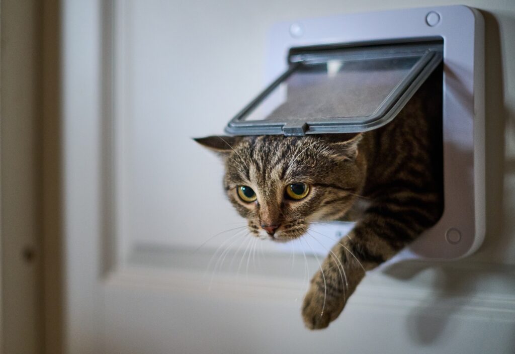 gato a passar por porta automática para gatos