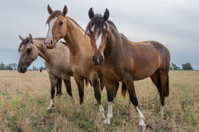 três cavalos crioulos num prado