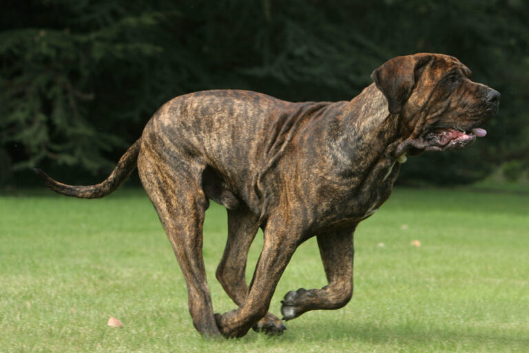 cão de fila brasileiro a correr na relva com língua de fora