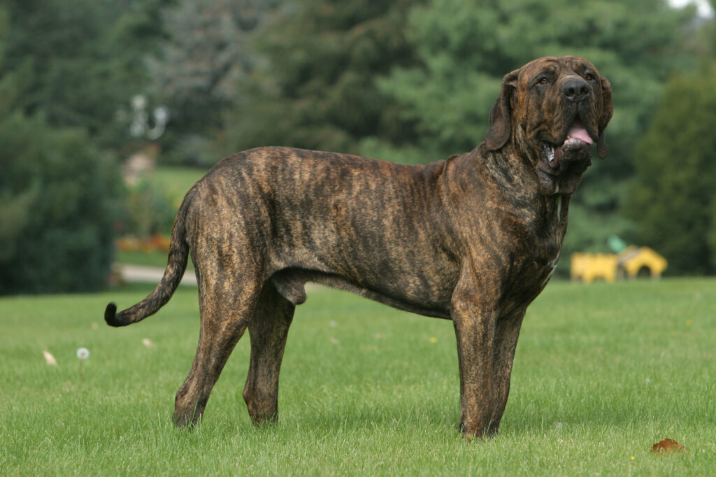 cão fila brasileiro parado na relva