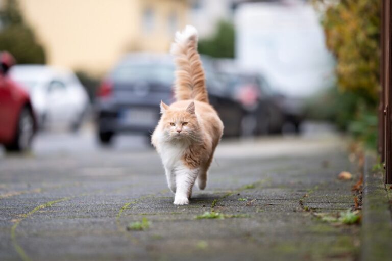 gato maine coon a andar na estrada