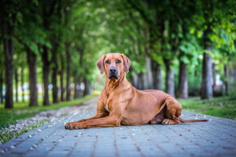 cão leão da rodésia sentado num caminho de pedra