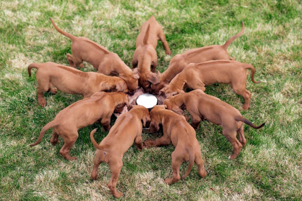 cachorros leão da rodésia em círculo, a comer de comedouro