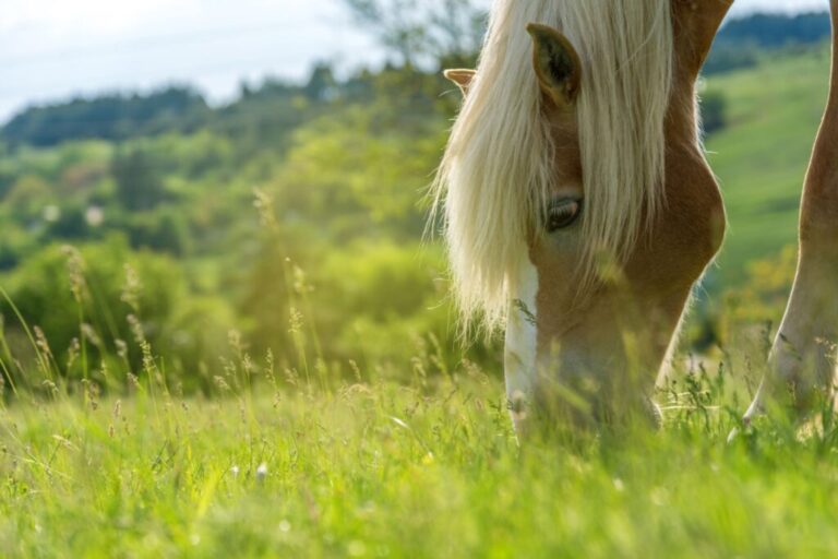 cavalo a comer erva num prado