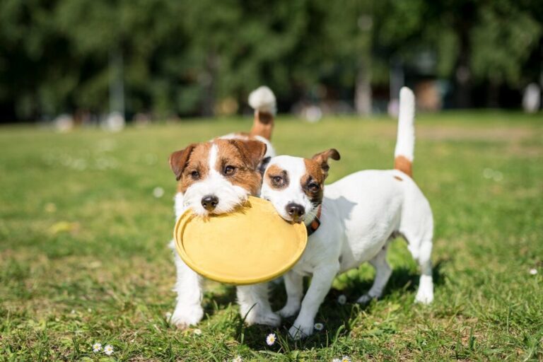 dois cães jack russell terrier a brincar com disco amarelo