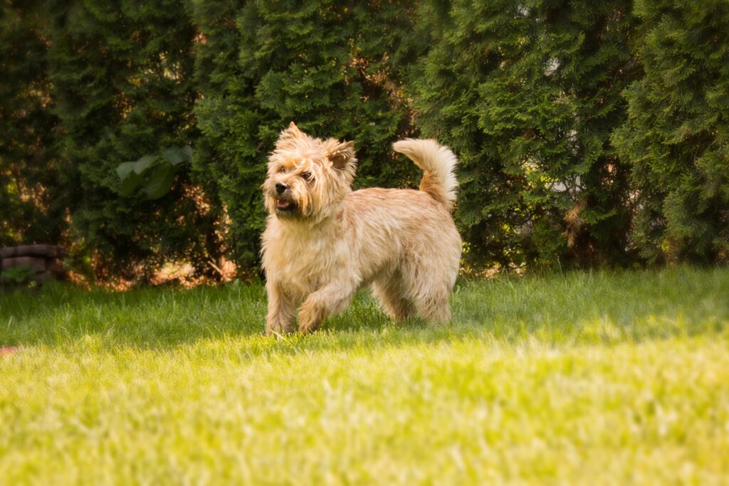 cairn terrier a correr na relva