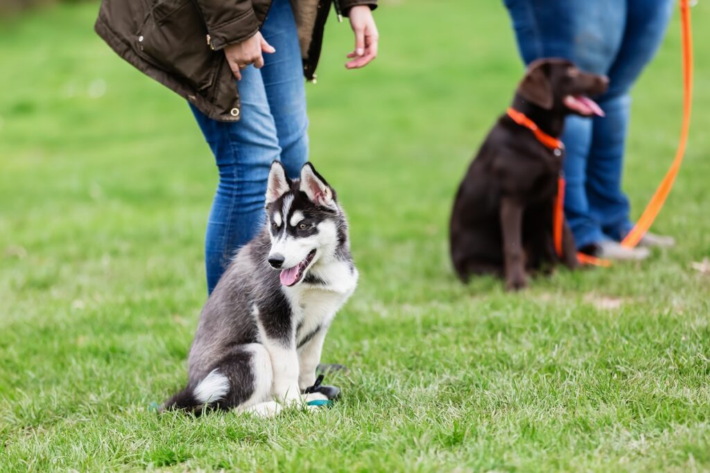 cachorros husky em aula em escola para cães