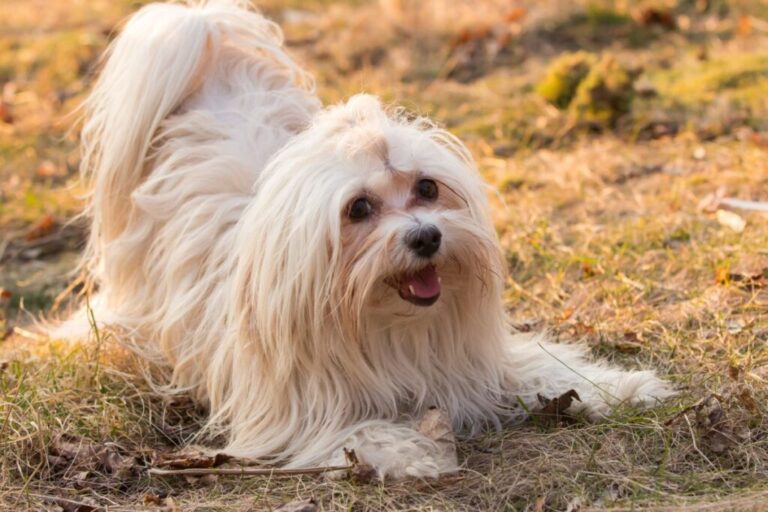 bichon havanês deitado na relva