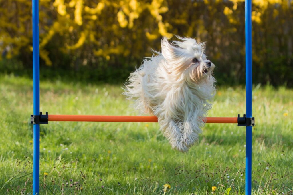 bichon havanês a praticar agility