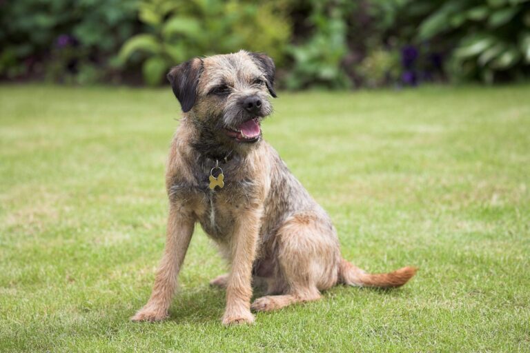 border terrier sentado na relva