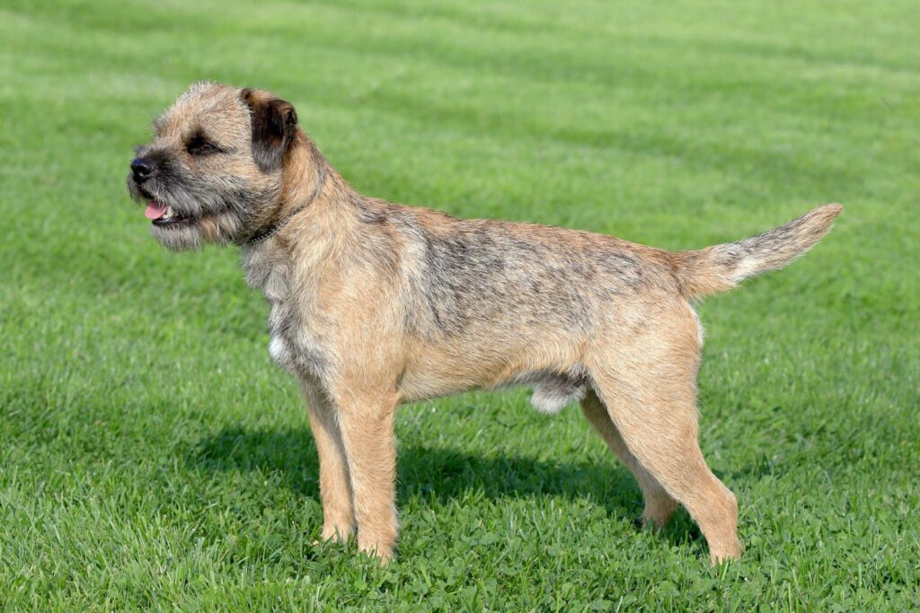 border terrier em posição de alerta na relva