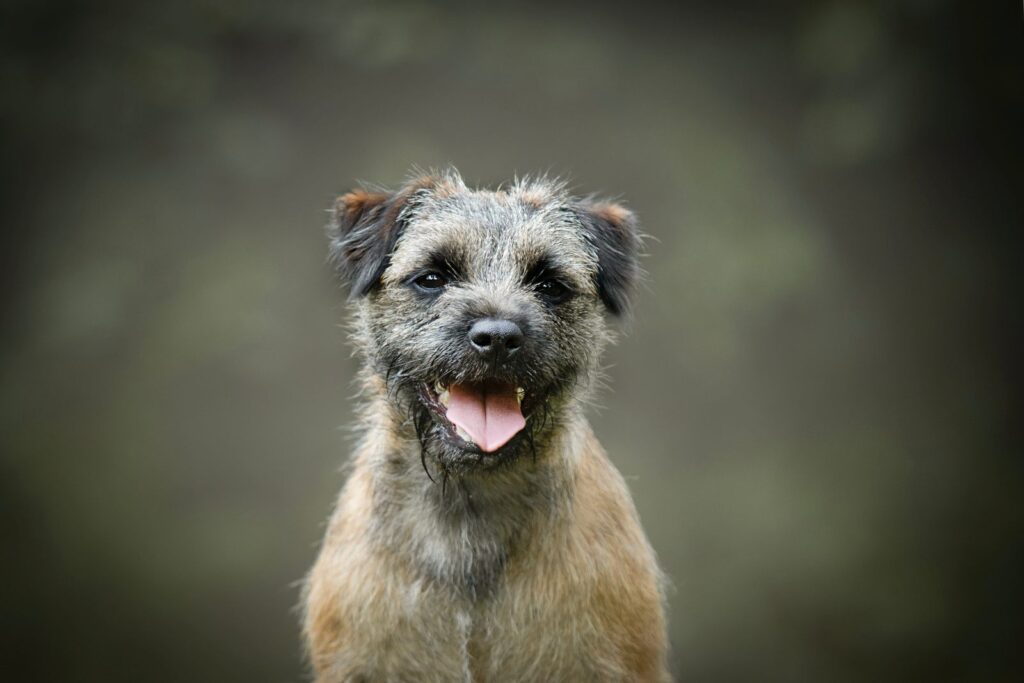 border terrier de boca aberta e língua de fora