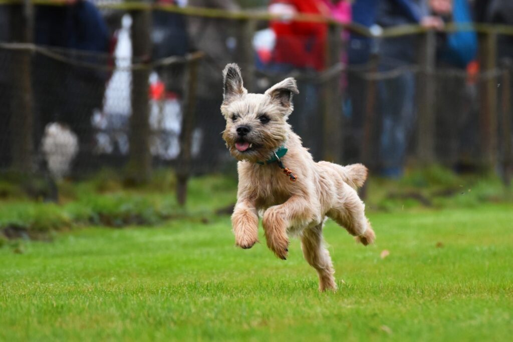 border terrier a correr na relva