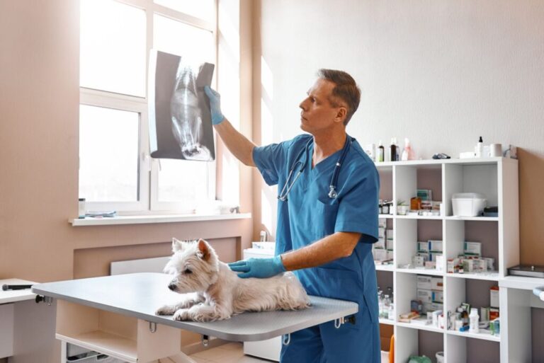 veterinário segura radiografia de cão