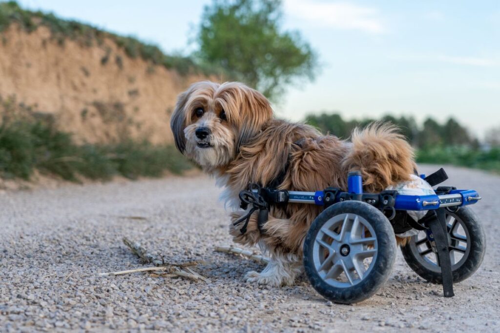 cão em cadeira de rodas