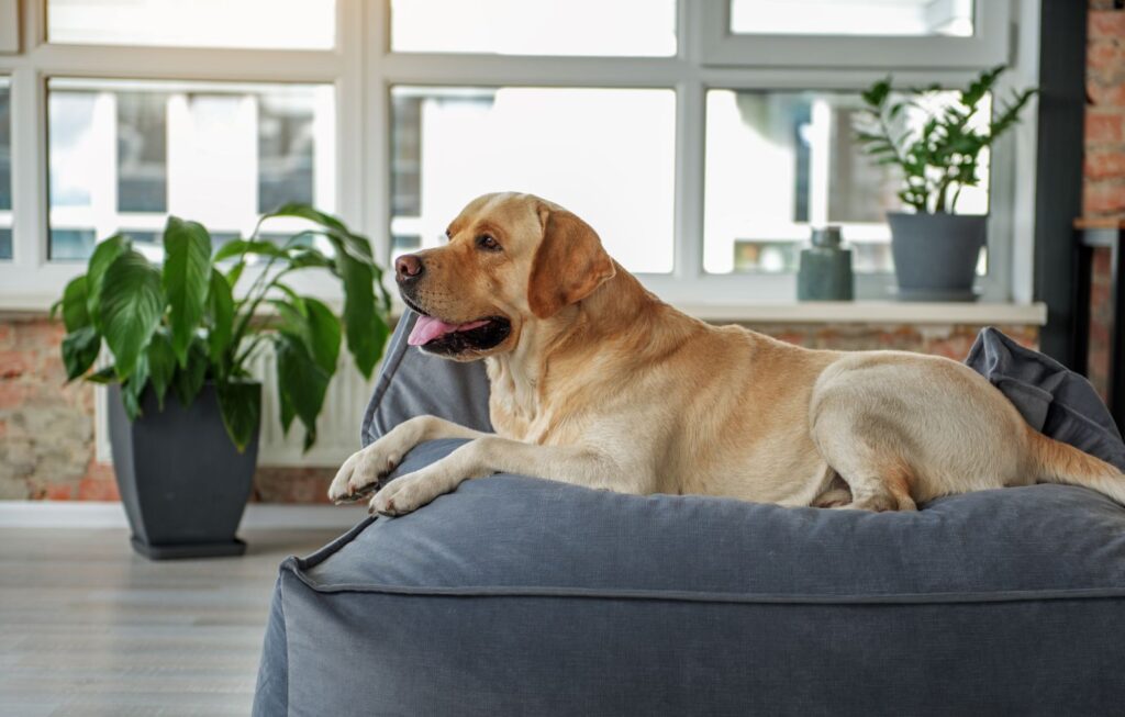 cão deitado em cama ortopédica