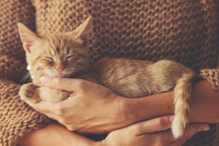 gatinho bege no colo de uma senhora