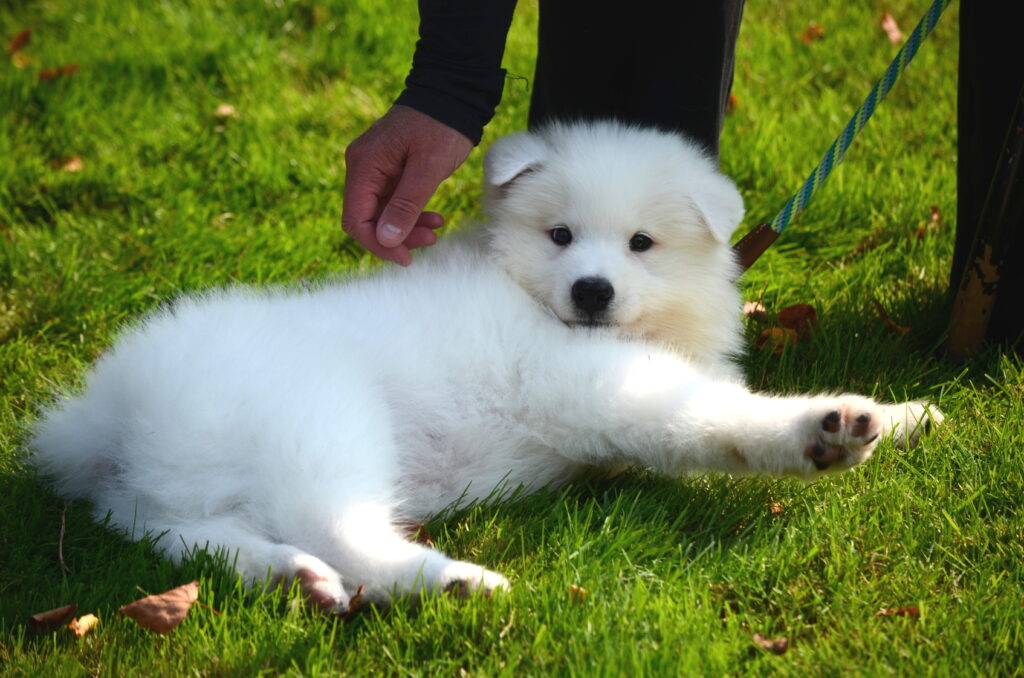 cachorro spitz japonês branco deitado na relva