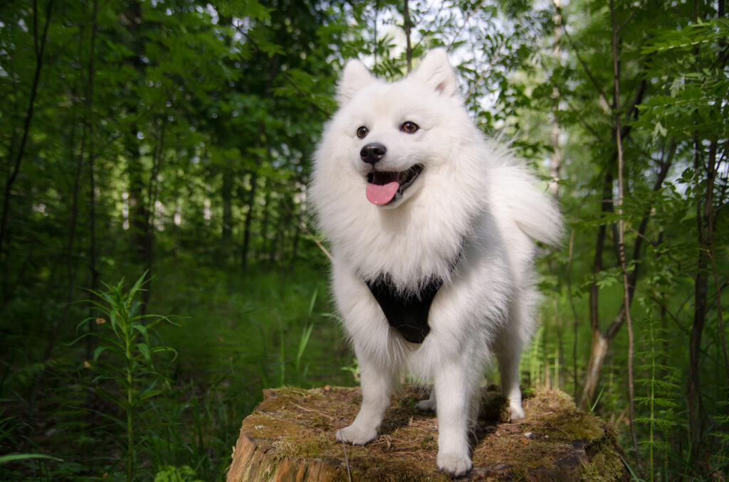 spitz japonês branco com arnês em cima de tronco de árvore na mata